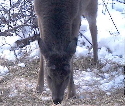 Deer Buck shed antlers