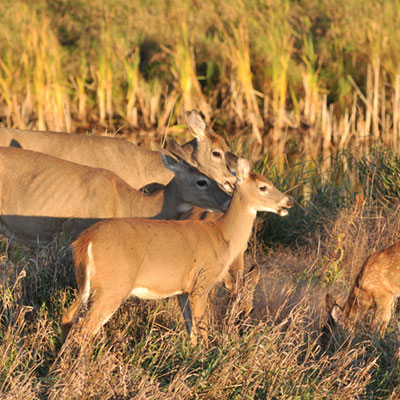 Deer Habitat: Browse Levels and Doe Harvest