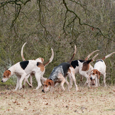 Florida Deer Hunting Dogs