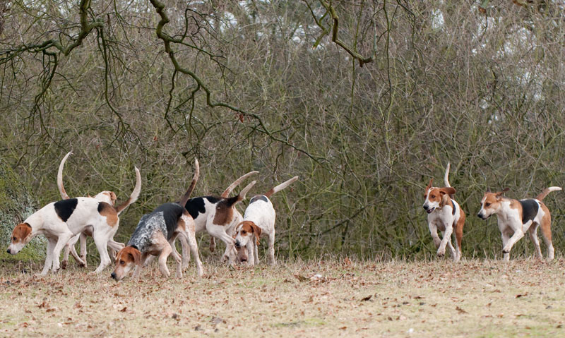 Florida Deer Hunting Dogs