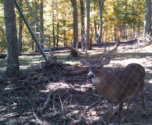 The deer in this enclosure attacked a Marshall County man and seriously injured him. (Photo: ADCNR)