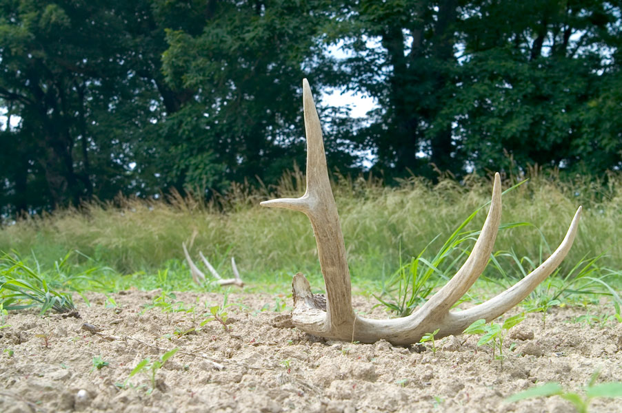 Deer-Shed-Antlers