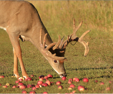 Planting fruit trees or opening the canopy for existing mast-bearing trees is a great way to help deer and wildlife.