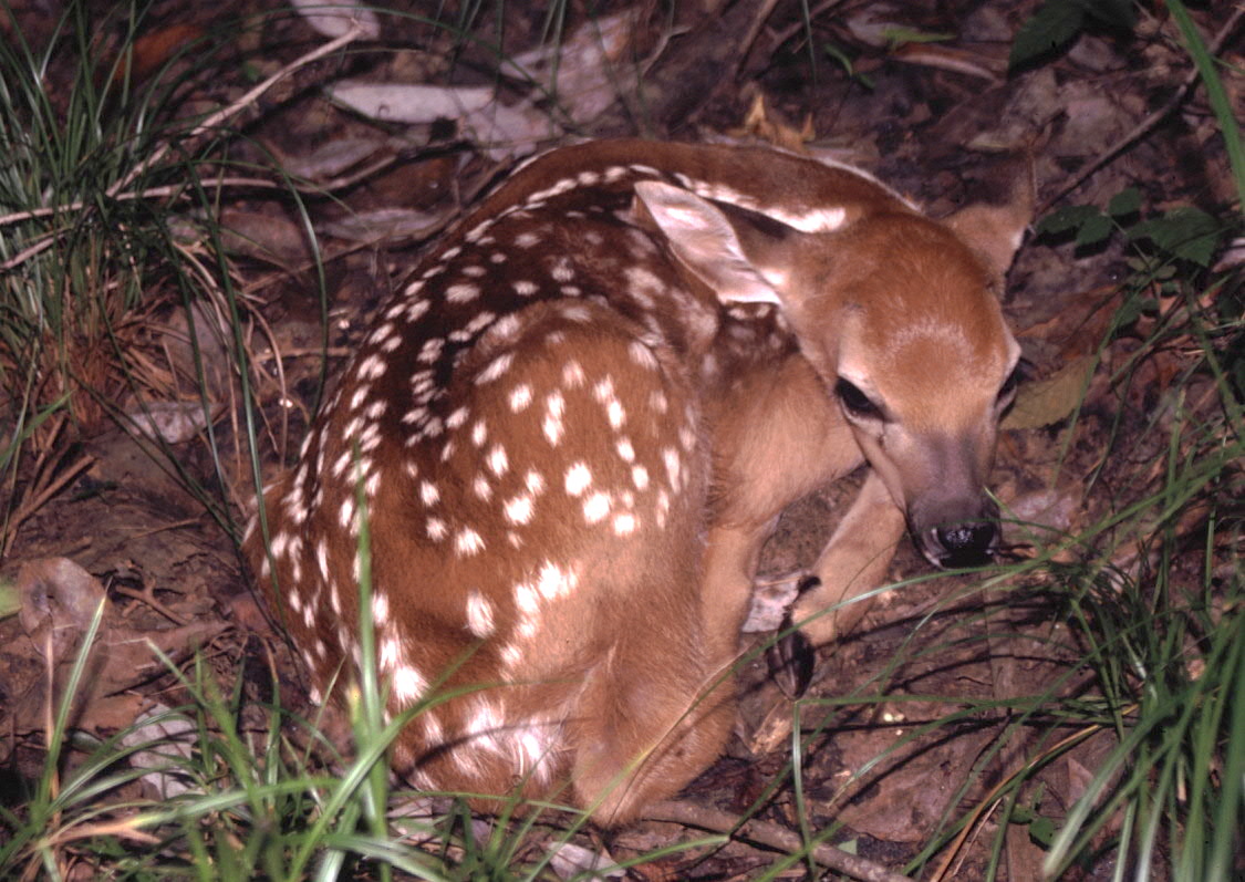 Deer fawn photo by Todd Schneider GaDNR