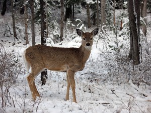 Does heavy snow or frigid temperatures affect deer the same way it affects humans? (Photo: National Park Service)