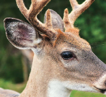 Deer use vision, hearing and sense of smell to warn them of danger.