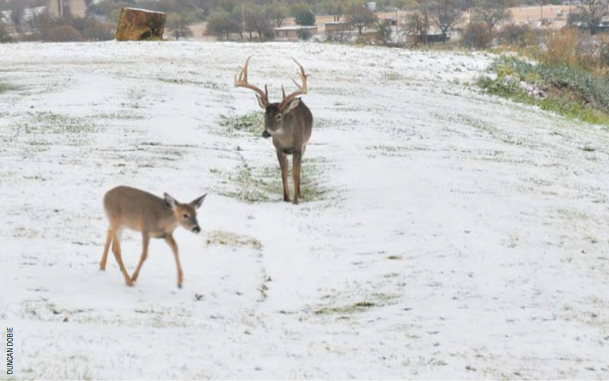 Dobie A rare snowstorm on the last day of the hunt at Greystone Castle during the peak of the rut made it easier to spot mature bucks chasing does. (Photo: Duncan Dobie)