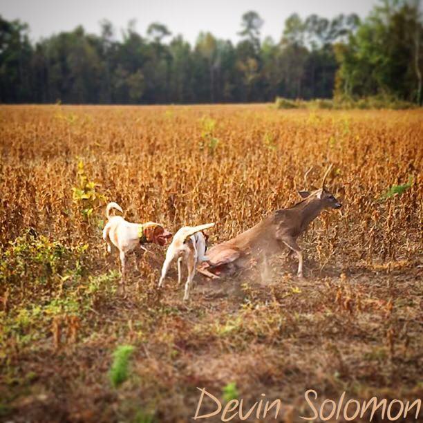 This buck and dogs are caught in the act of doing what they do. Mother Nature isn't always pretty. (Photo by Devin Solomon)