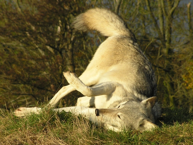 wolf hunt wolf hunting