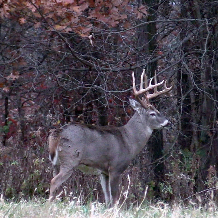 Where to Hunt Mature Bucks on Public Land