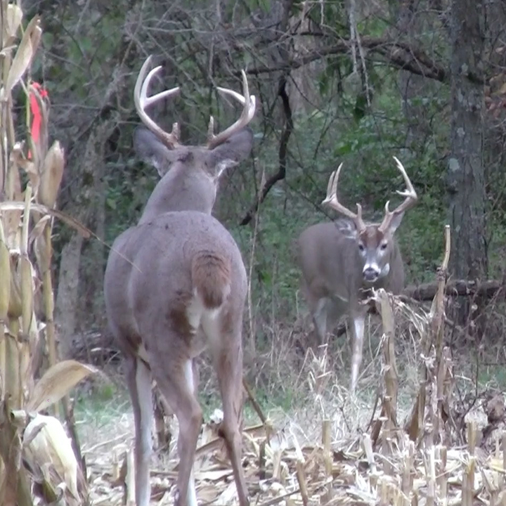 buck bedding areas
