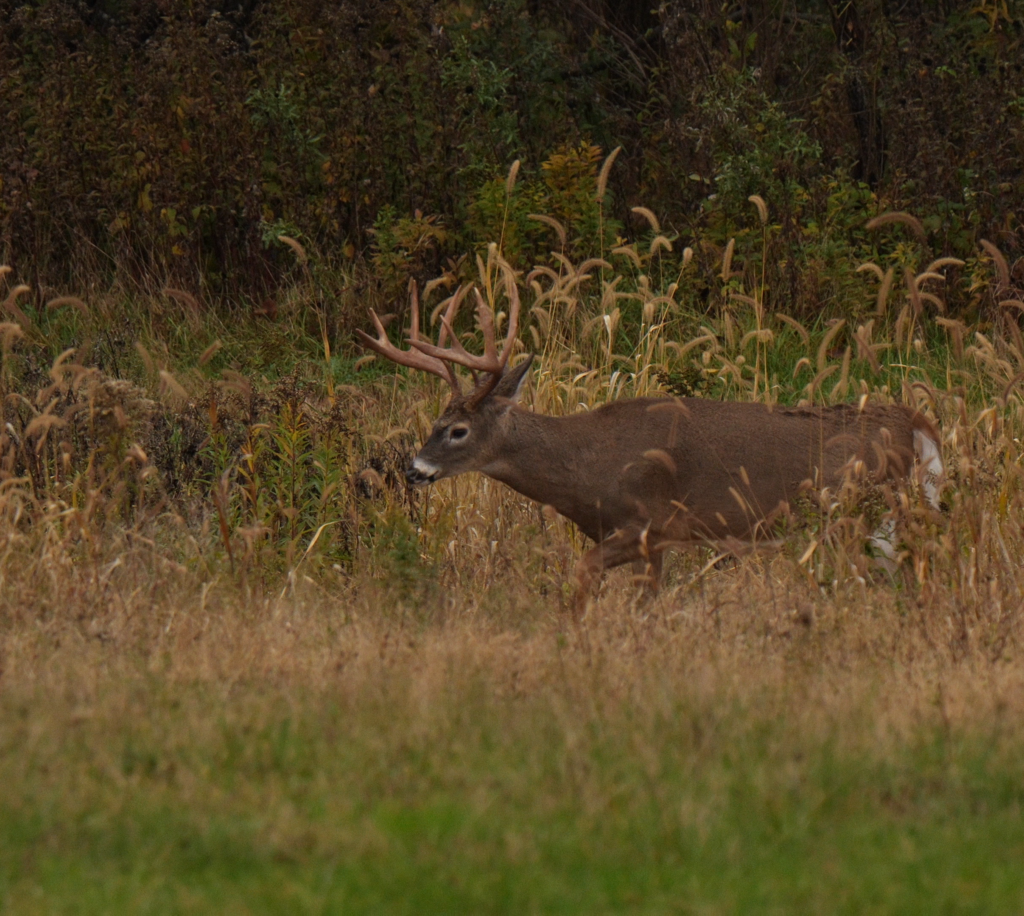 expert-food-plot-tips-deer-deer-hunting