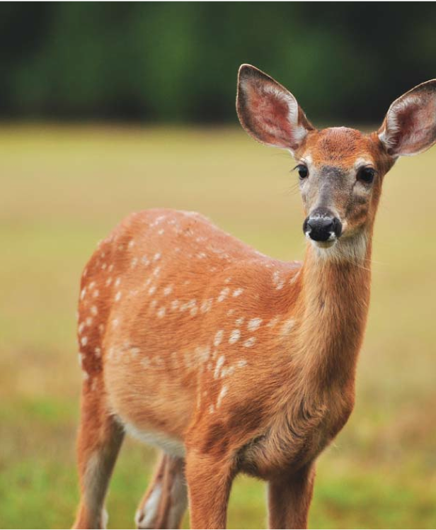 FAWN 1