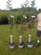 Chestnut and fruit trees are great sources of food for deer and other wildlife that will last for years with the proper soil testing, planting and care.