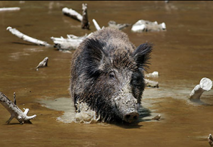 Feral hogs are a terrible problem for deer hunters and land managers in many Southeast states.