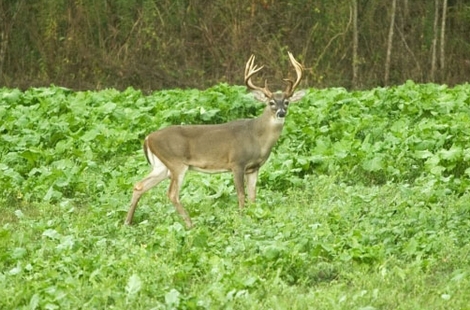 Food Plot