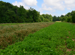 One of the most common problems in food plots, especially perennials, is weed competition. Weeds rob your plot of essential nutrients, water, and root space.