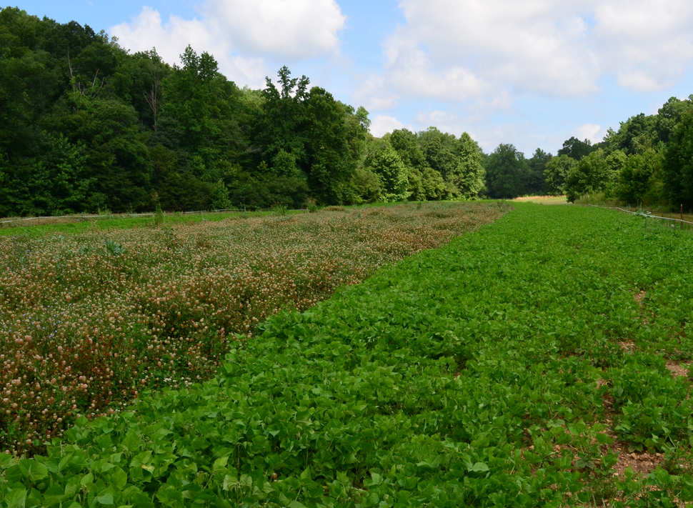 One of the most common problems in food plots, especially perennials, is weed competition. Weeds rob your plot of essential nutrients, water, and root space.