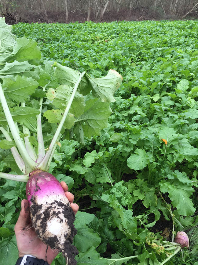 GEAR Evolved Shot Plot brassicas 1