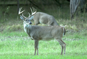 GEAR  Halo buck