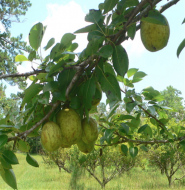 Pear limbs sag under the weight of the fruit in late summer before ripening and falling.