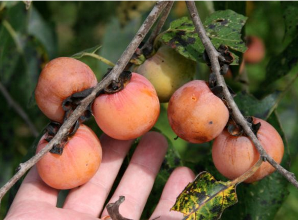 Persimmons are great for deer and grow well in optimal conditions, especially in the Southeast. They're super for early bow season stands when deer are looking for the tasty treats.