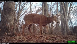 Is it possible to successfully hunt bucks during windy conditions? 