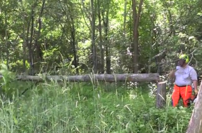 Hinge cutting and feather edging is a great habitat improvement project if you have the right area to hunt.