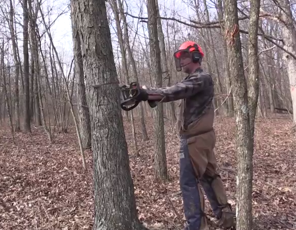 Hinge cutting trees to create paths, direct deer into certain areas and also create new growth for food or security areas.