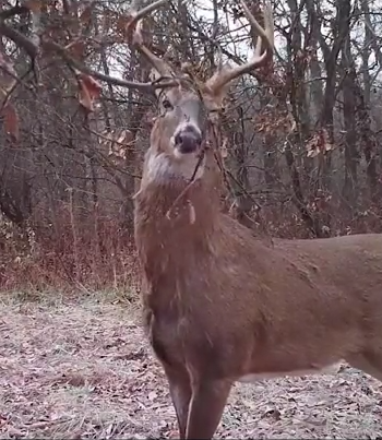 Mock scrapes and licking branches can keep bucks interested for many months.