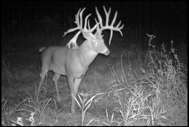 State wildlife agencies use spotlight surveys, and hunters sometimes do this on their own property along with game camera photos to keep up with bucks and does.