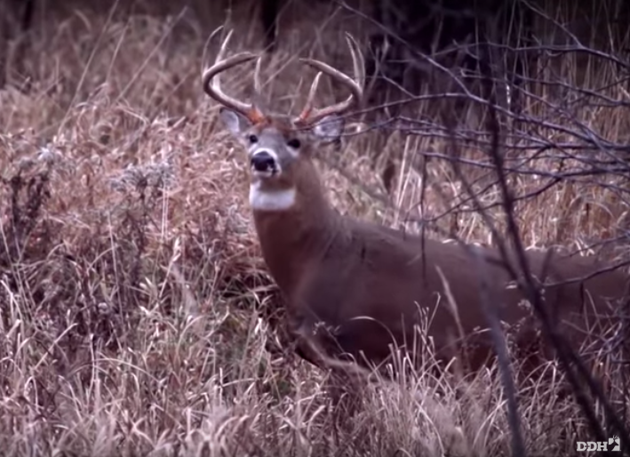 Georgia on our Mind | Destination Whitetail TV