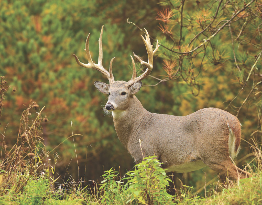 low budget deer management