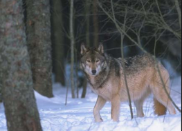 Gray Wolf photo by Corel Corporation1
