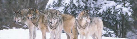 Michigan DNR says its recovery goal for the controversial gray wolf was met 15 years ago and that state supervision should continue for an effective management plan.