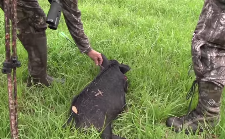 Whether you're shooting a bow or firearm, making the best shot counts when you want to give feral hogs a dirt nap.