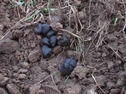 Finding tracks and poop helps you locate travel areas and places to target when hunting hogs.