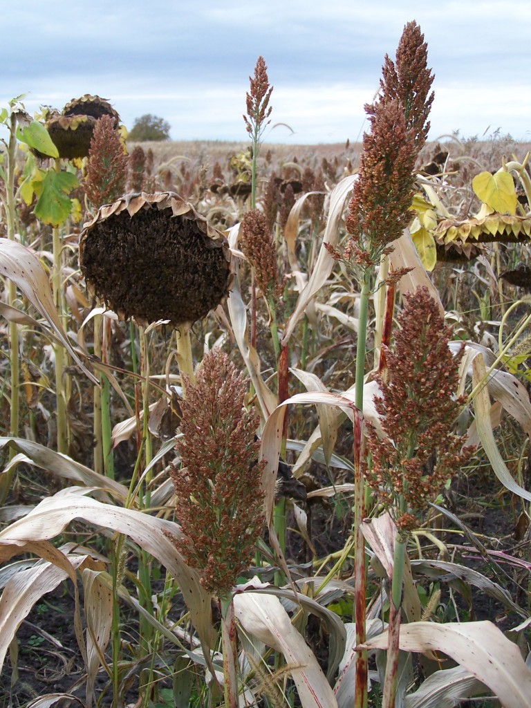 Soil testing will give your habitat planning a boost by providing information about the pH and whether you need lime, fertilizer or other options.