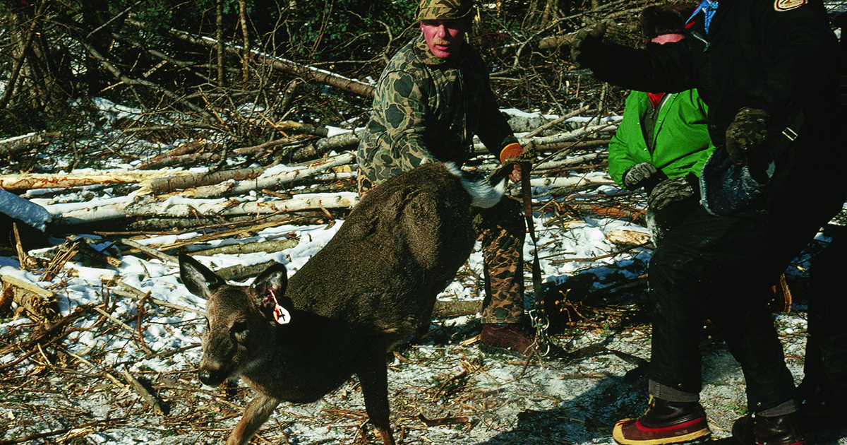 How to Help Whitetails Survive Winter