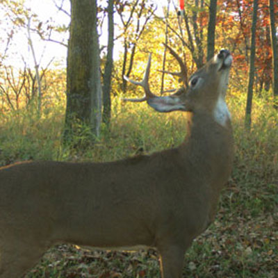 How to ID Individual Buck Scrapes