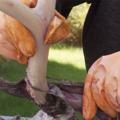 How to Peel Velvet Off of a Deer Rack