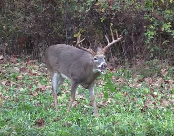 How to Plan the Most Successful Food Plots for Deer