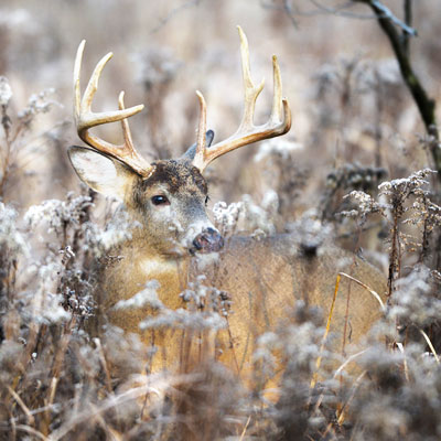 How to Take Advantage of Big Buck Bedding Areas