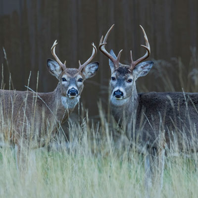 hunting pressure