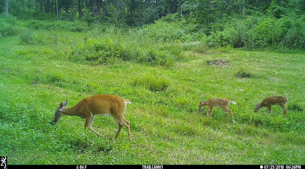 deer management