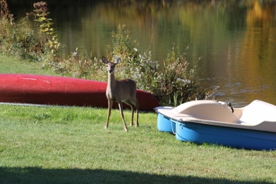 Locavore Blog: Look What Showed Up on My Trail Camera!