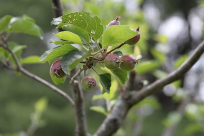Apples will be ready in the fall!