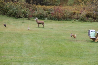 No chickens were harmed during yesterday's practice.
