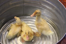 Gratuitous duck picture (2015)