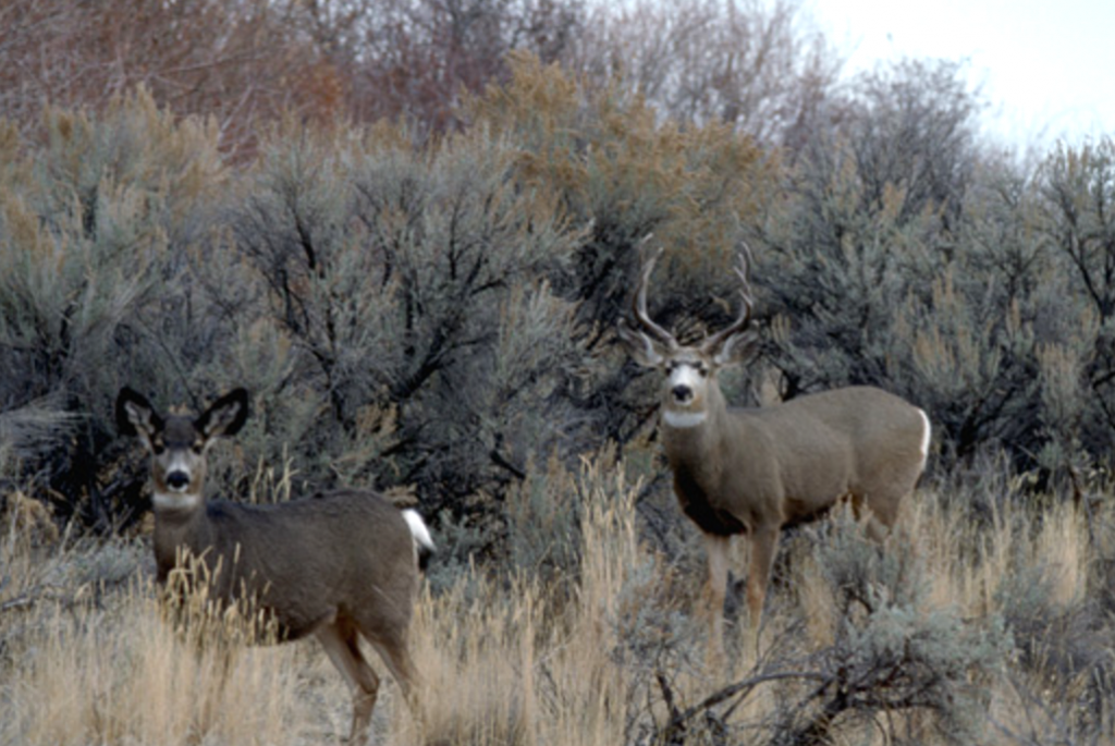 Idaho Mule Deer